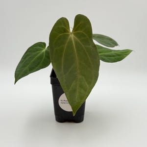 NSE carlablackiae x BVEP (antolakii) #3191 Exact Plant | Rare Exotic Plants | Details in Description
