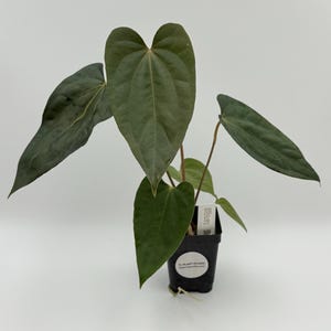Anthurium Mr Worldwide x BVEP (antolakii) #3027 Exact Plant | Free Shipping | Rare Exotic Plants | Pls read description