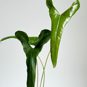 Large Anthurium flavolineatum Narrow #2050 Exact Plant | Rare Exotic Plants | Free UPS 3Day Select | Pls read description