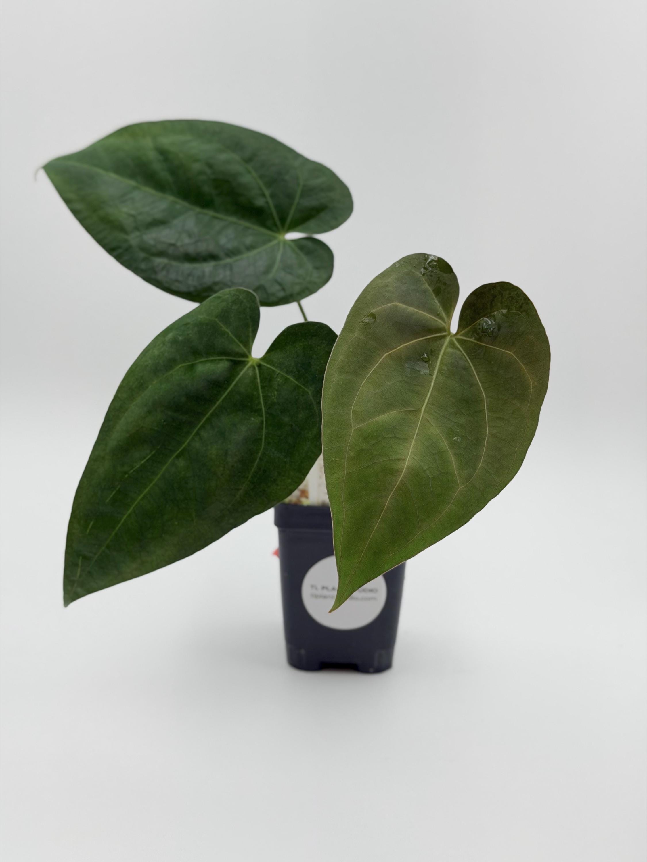 Anthurium Crystallinum Queen - Etsy