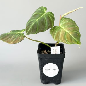 philodendron red prince Philodendron Red Sun | 4" Pot | Easy Care Houseplant