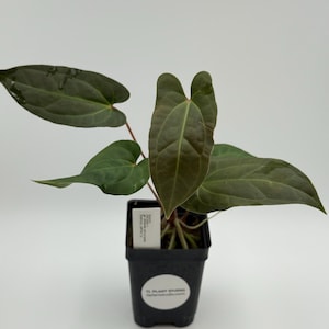 Anthurium besseae aff x pinkleyi #3253 Exact Plant | Rare Exotic Tropical Plant | Free Shipping | Pls read description