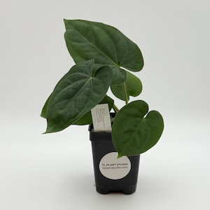 Anthurium dressleri RG x carlablackiae) x sp Huanuco Velvet #3193 Exact Plant | Rare Exotic Plants | Details in Description