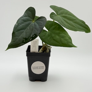Anthurium dressleri RG x carlablackiae) x sp Huanuco Velvet #3192 Exact Plant | Free Shipping | Please read description