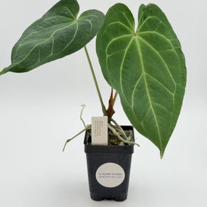 Anthurium NOID From Barry Schwartz #3299 Exact Plant | Rare Exotic Plants |  Details in Description - Etsy