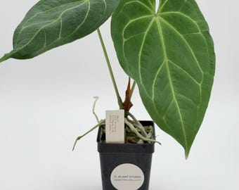 US SELLER! Anthurium Seedling Black Widow Michelle X Forgetii - Etsy