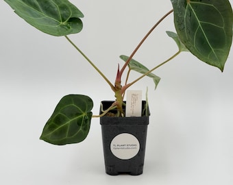 Anthurium besseae aff x forgetii DF #3211 Exact Plant | Free Shipping | Rare Exotic Plants | Pls read description