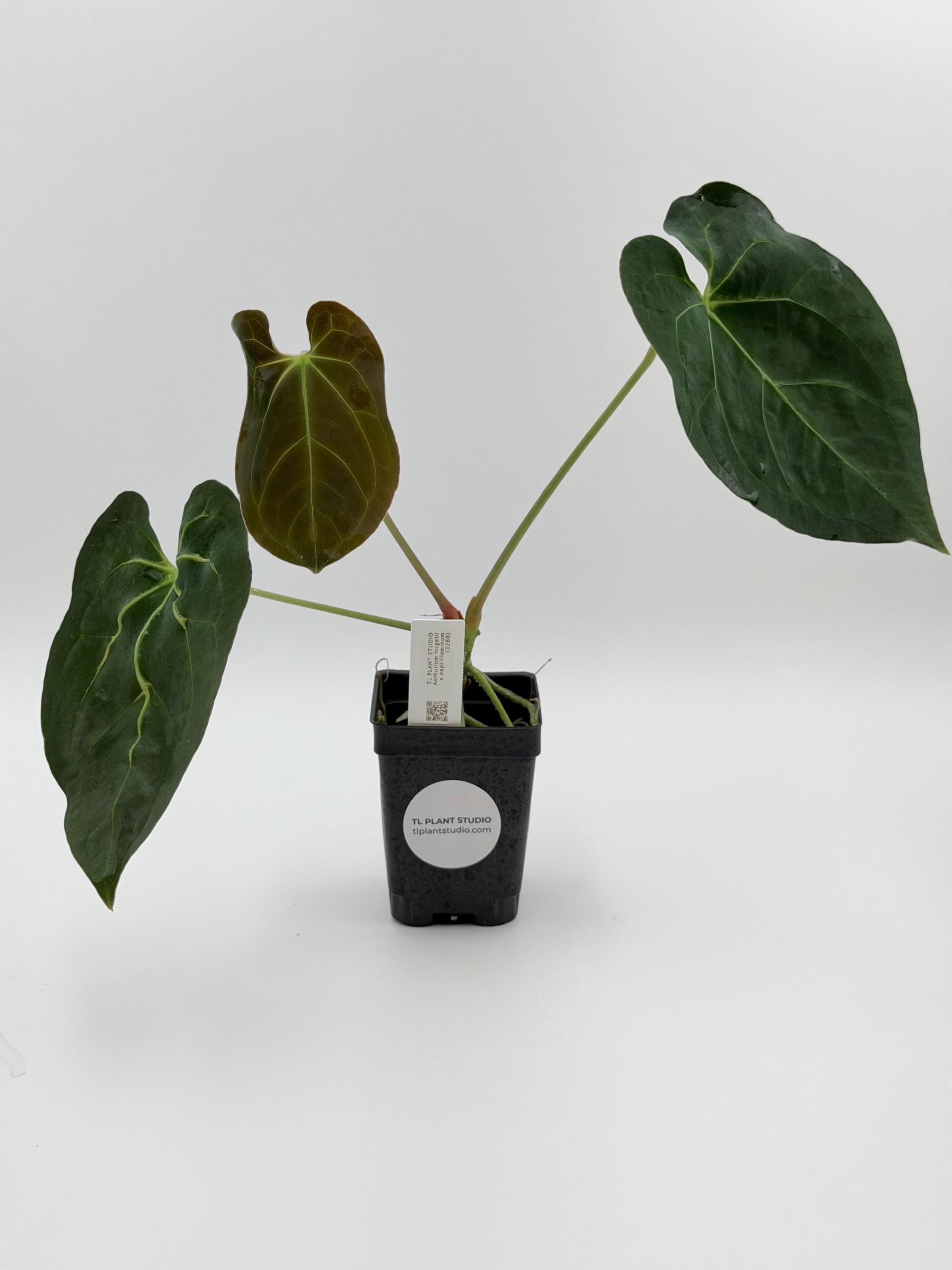 Anthurium Carlablackiae X Papillilaminum - Etsy