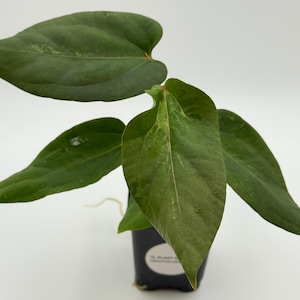 Mutated Blister Variegated Anthurium Mr Worldwide x BVEP (antolakii) #3143 Exact Plant | UPS 2 Days Air Included | Pls read description