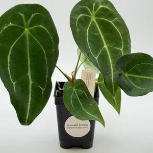 Anthurium forgetii #2954 Exact Plant | Rare Exotic Tropical Plants | Free Shipping | Pls read description