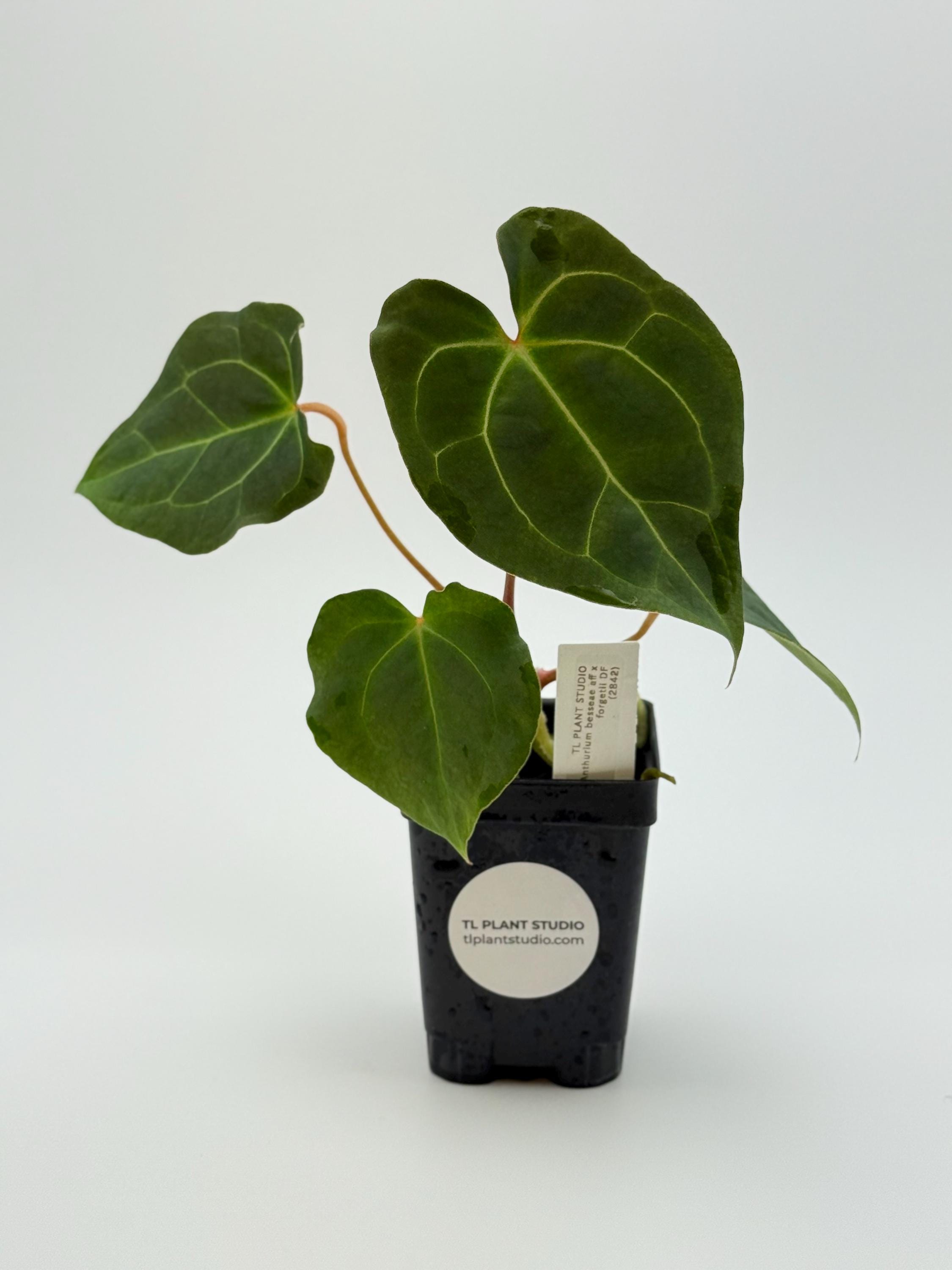 クイーン Anthurium Warocqueanum Dark Form - Etsy