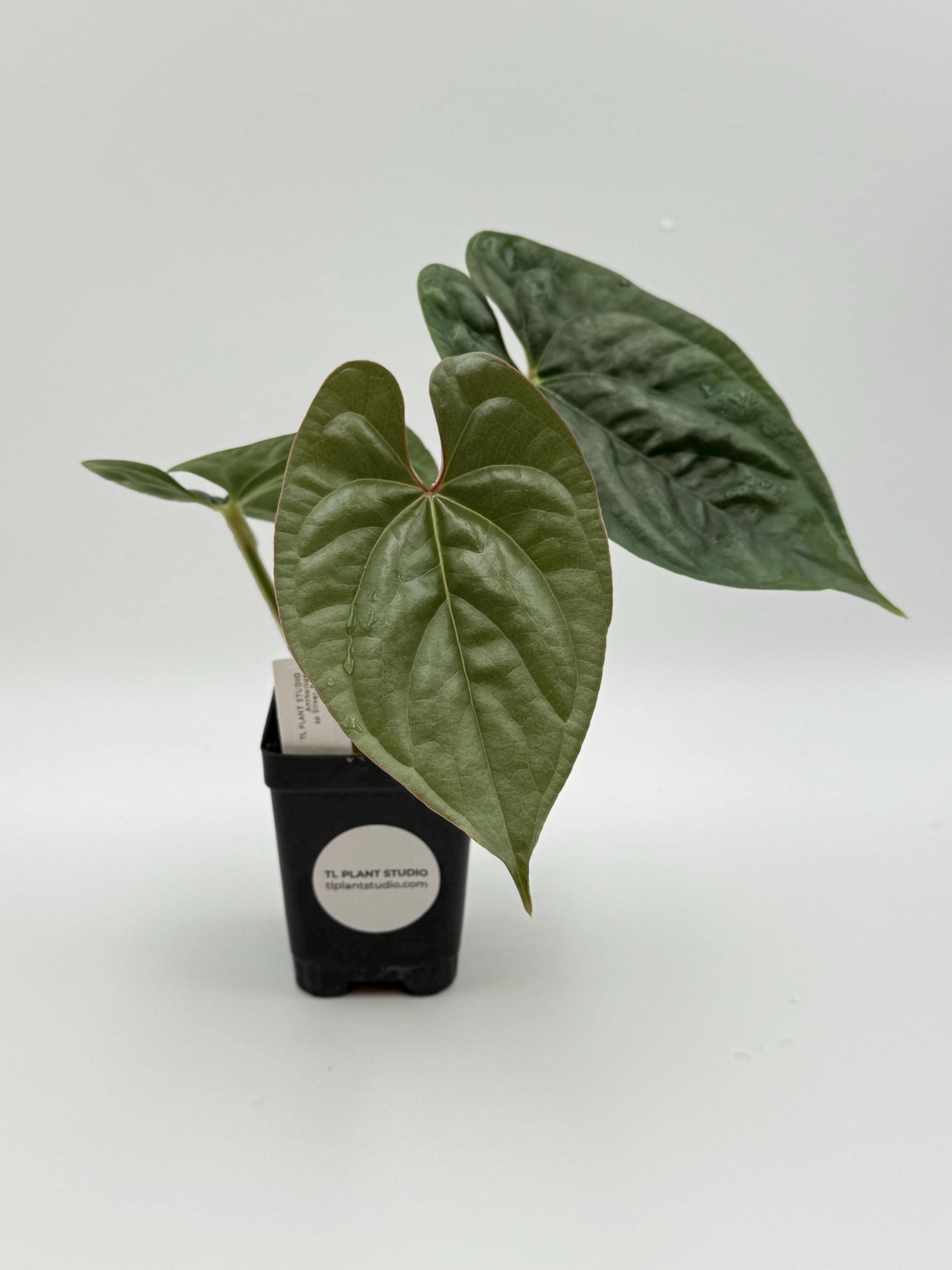 kirschlorbeer bonsai Portugiesischer Kirschlorbeer – Prunus lusitanica 'Angustifolia' – Heinis  Baumschulen main image 0