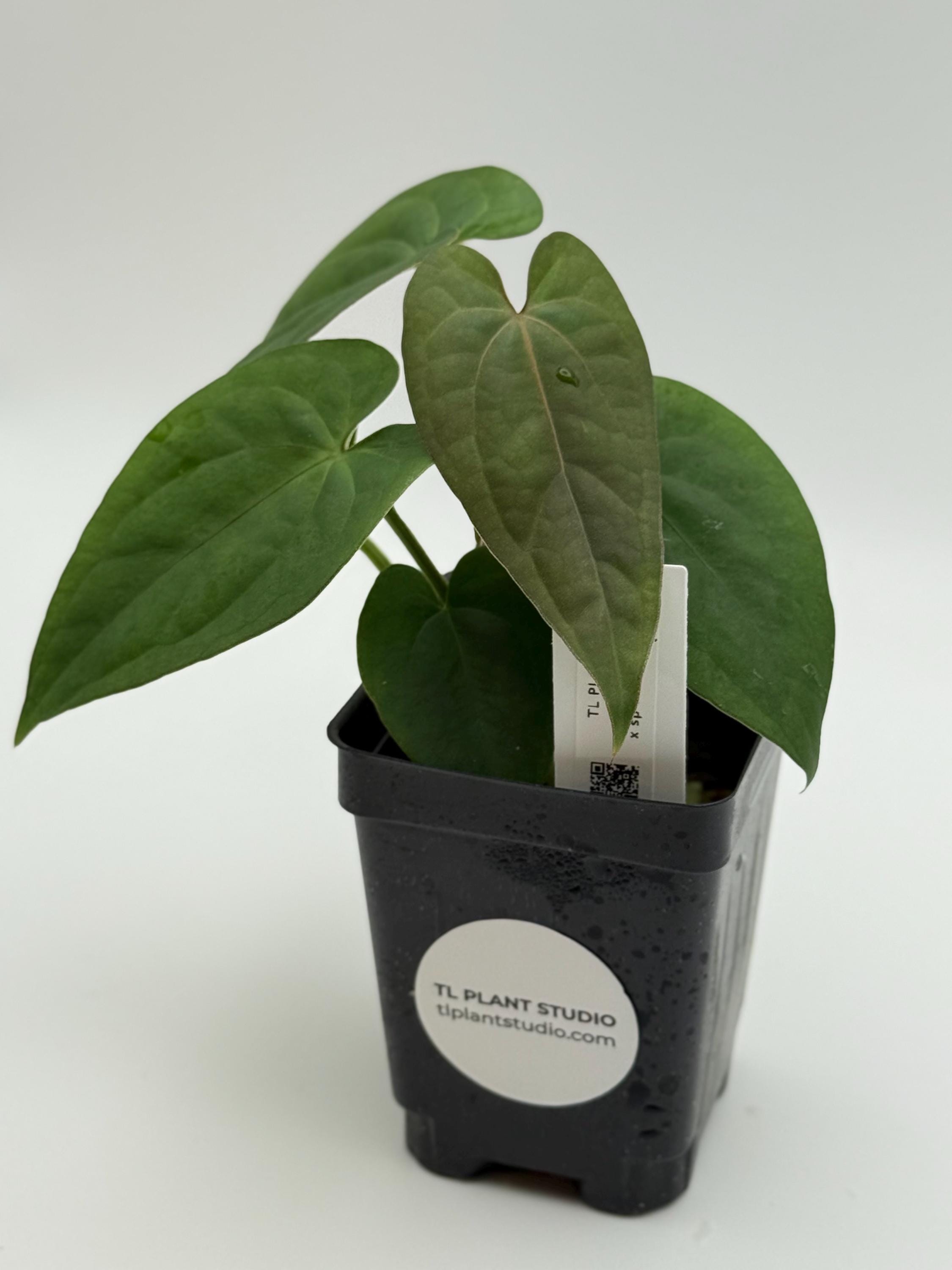 s*b様 Anthurium luxurians × Ace of Spades 𝘈𝘯𝘵𝘩𝘶𝘳𝘪𝘶𝘮 𝘈𝘤𝘦 𝘰𝘧 𝘚𝘱𝘢𝘥𝘦𝘴 𝘹