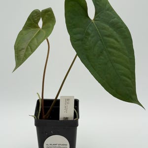 Anthurium lost tag #3173 Exact Plant | Rare Exotic Tropical Plants | Free Shipping | Pls read description