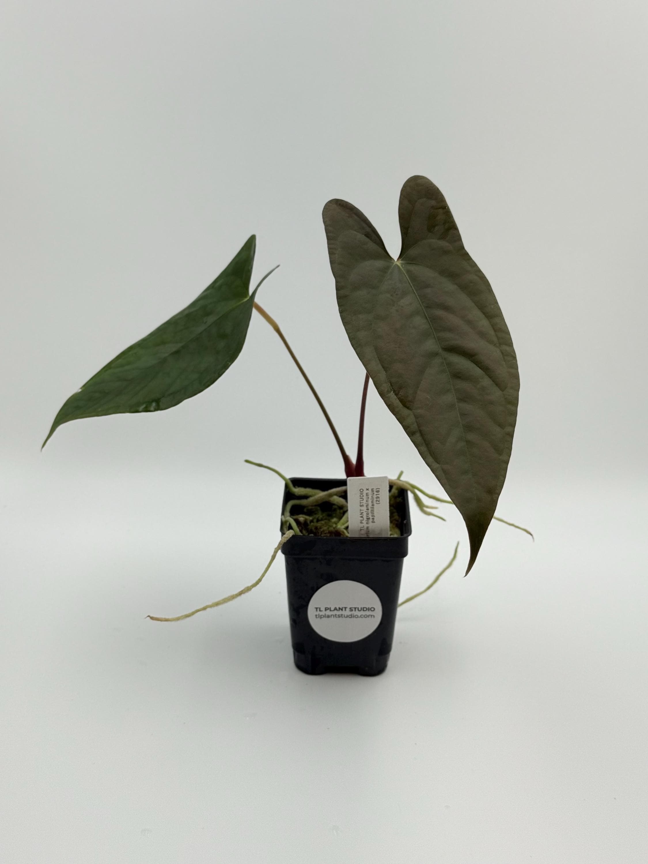 s*b様 Anthurium luxurians × Ace of Spades Anthurium Ace of Spades x Luxurians – Scott Cohen Plants