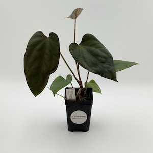 Anthurium Mr Worldwide x BVEP (antolakii) #2952 Exact Plant | Rare Exotic Plants | Free Shipping | Pls read description