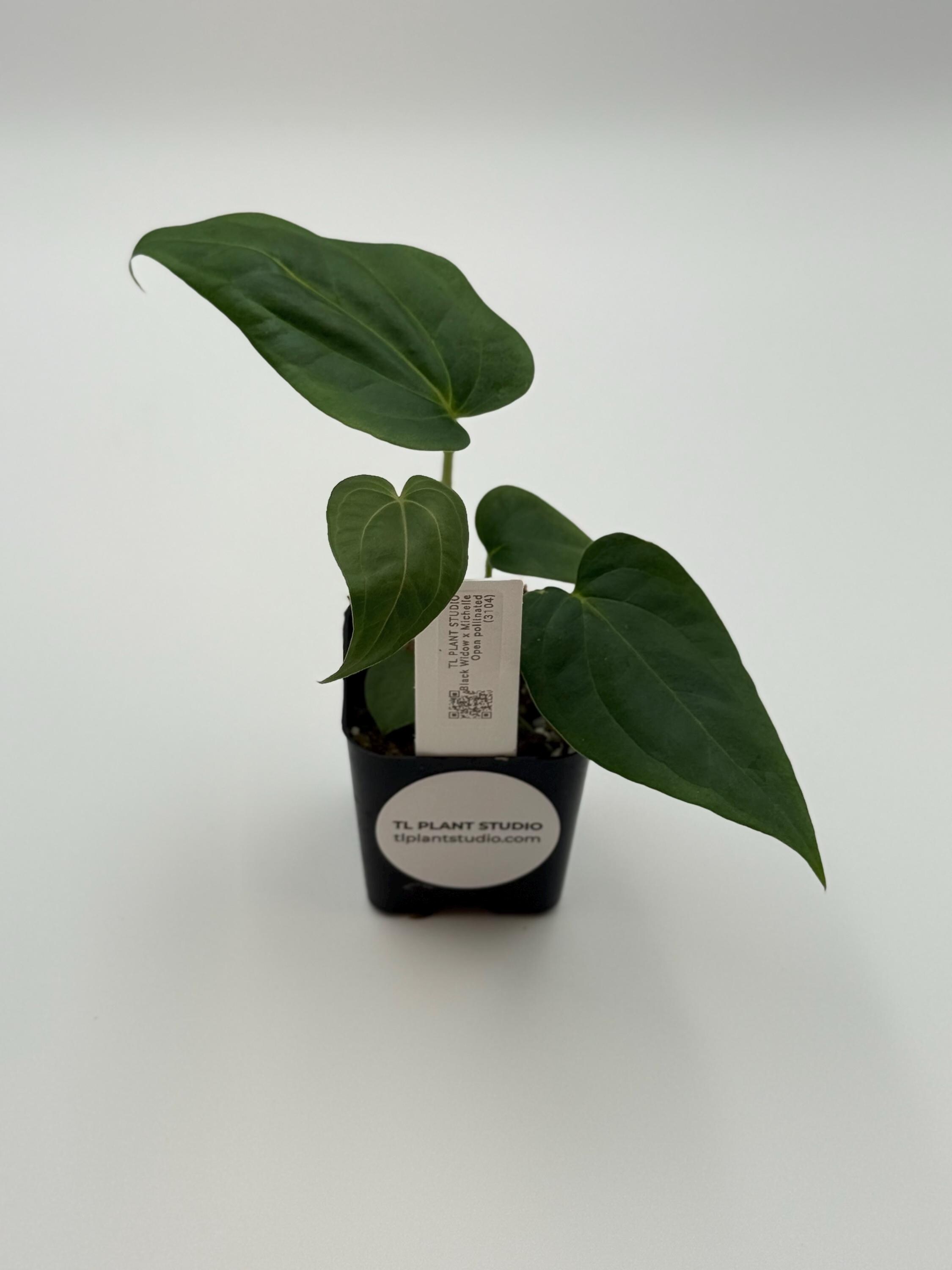 Anthurium Black Widow X Michelle Open Pollinated #3104 Exact Plant
