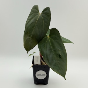 Anthurium Mr Worldwide x BVEP (antolakii) #3197 Exact Plant | Rare Exotic Tropical Plants | Free Shipping | Pls read description