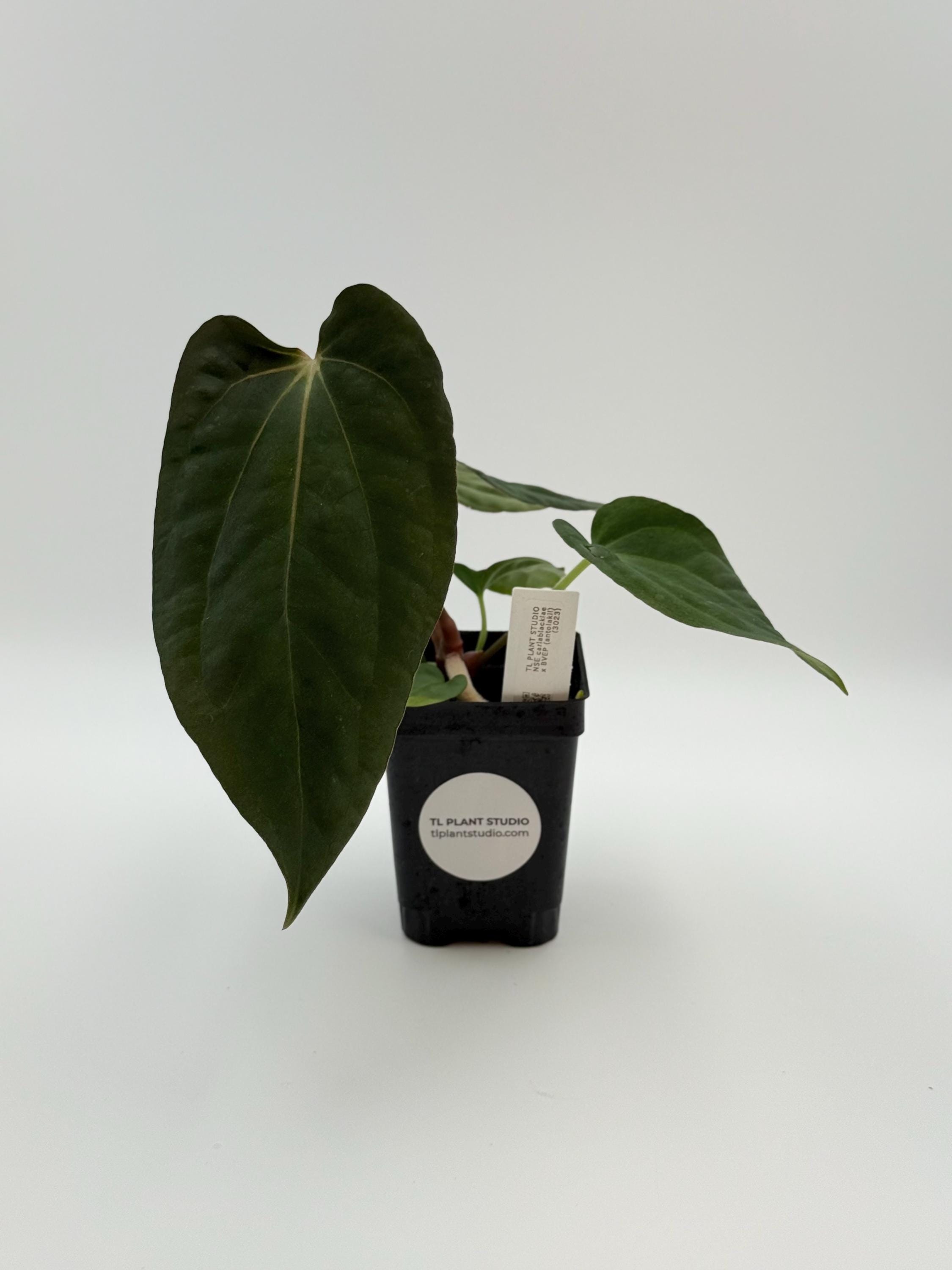 NSE Carlablackiae X BVEP (antolakii) #3023 Exact Plant