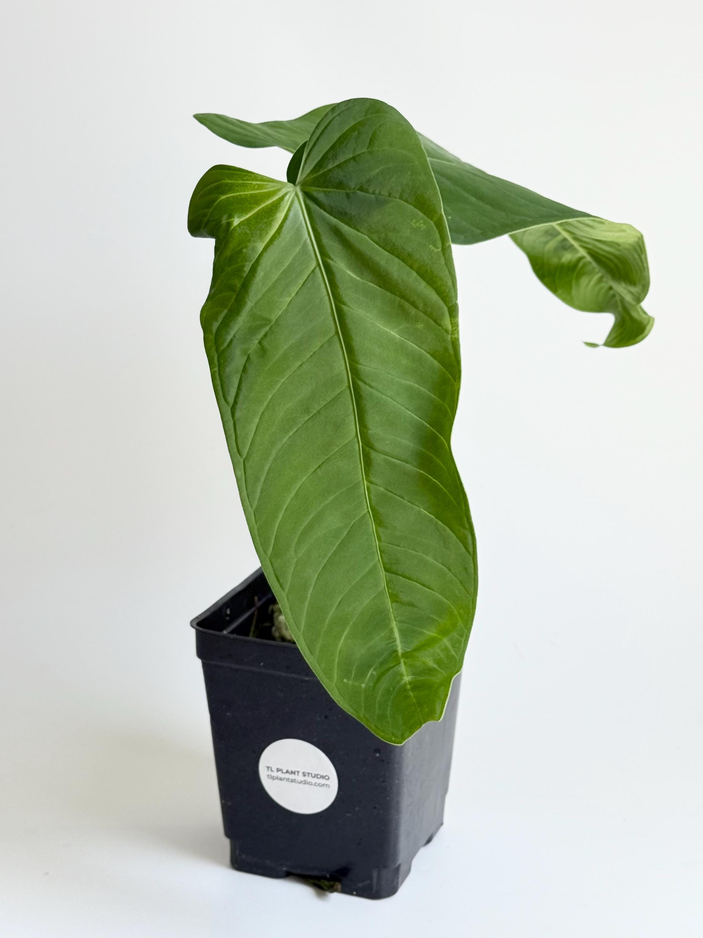 variegated alocasia zebrina Alocasia Zebrina Variegated 4” Exact Plant