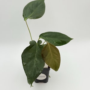 Mutated Blister Variegated Anthurium Mr Worldwide x BVEP (antolakii) #3142 Exact Plant | UPS 2 Days Air Included | Details in Description