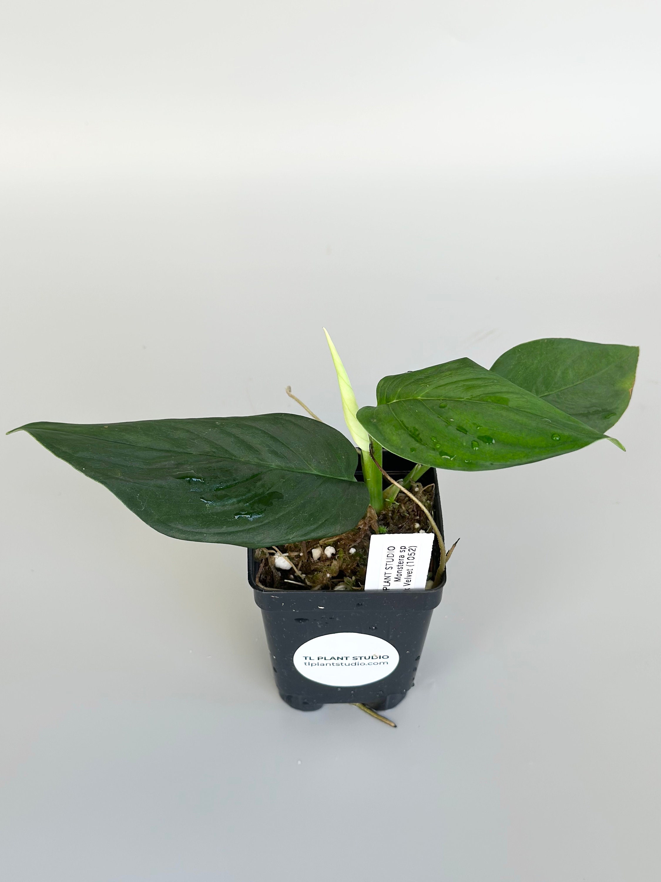 Monstera Sp Black Velvet #1052 - Rare Exotic Aroids Plants and Fast  Shipping- Pls Read Description - Etsy