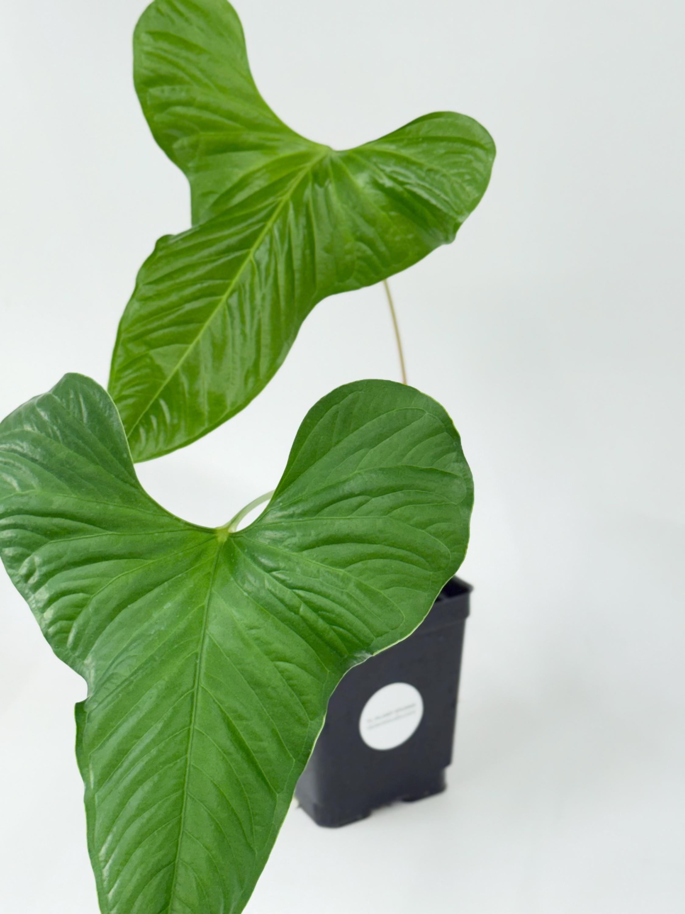 house plants online Monstera Deliciosa  Tula House