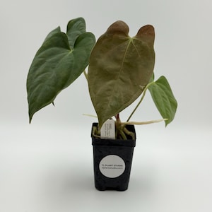 Anthurium papillilaminum x Dark Phoenix #2994 Exact Plant | Free Shipping | Rare Exotic Plants | Pls read description