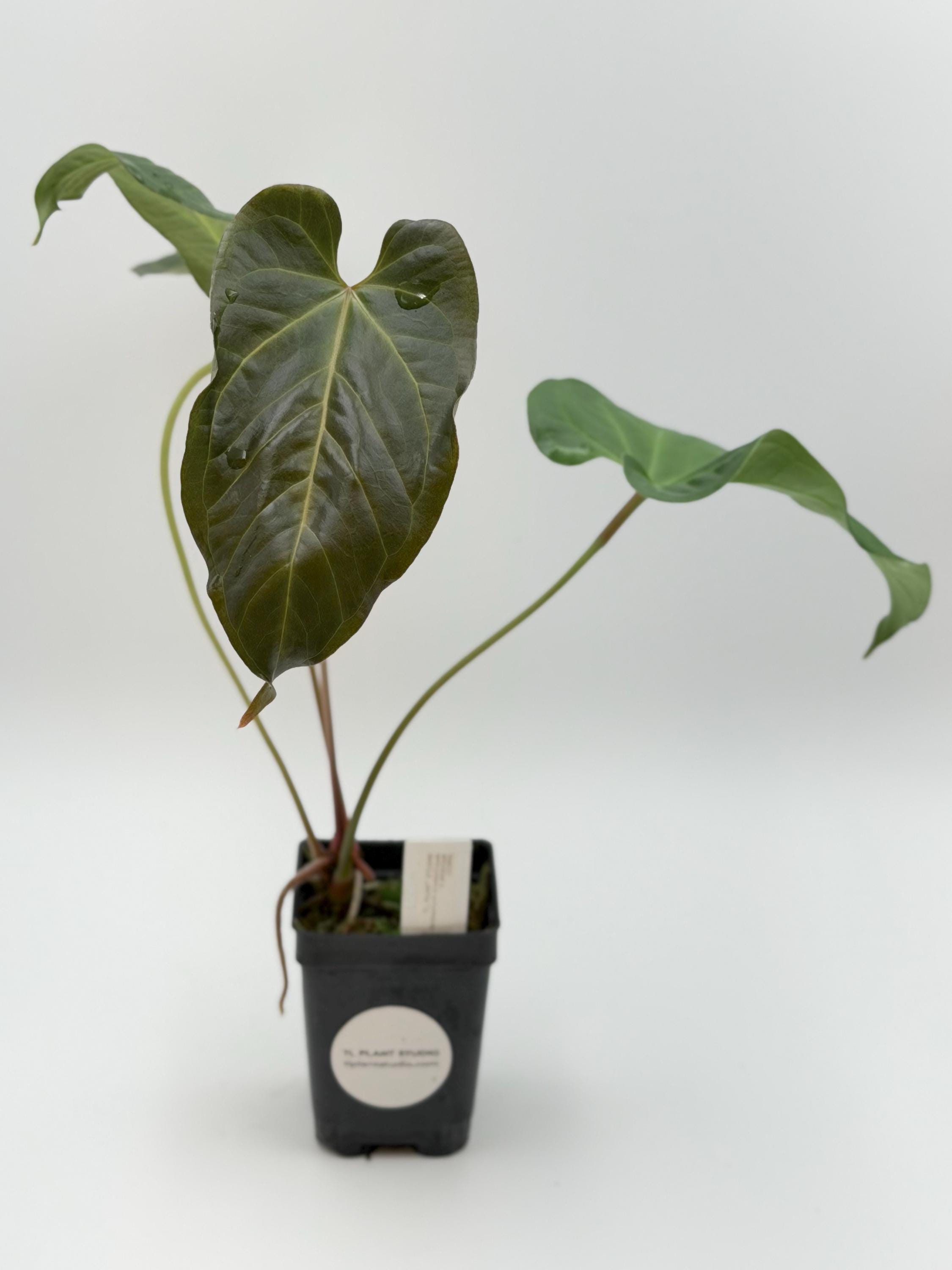 Anthurium Crystallinum Queen - Etsy