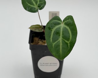 Anthurium carlablackiae #3398 Exact Plant | Rare Exotic Plants | Details in Description