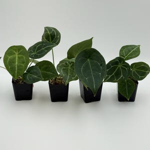 Set of 4* Anthurium forgetii DF x besseae aff Exact Plants #3266 3267 3268 3269 | Free Shipping | Rare Exotic Plants | Pls read description