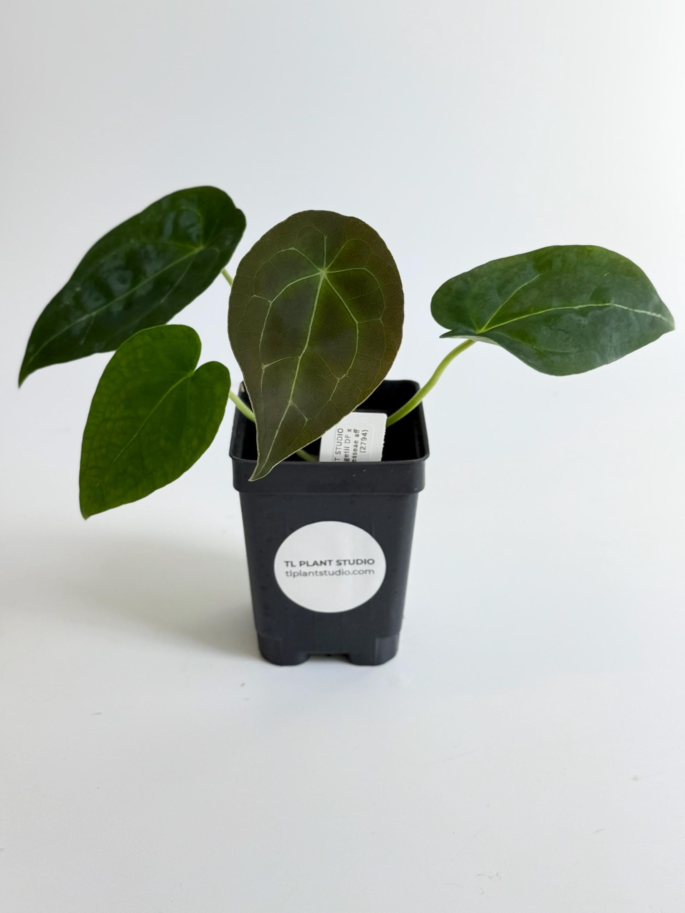Anthurium Warocqueanum Dark Form - Etsy Anthurium Warocqueanum Dark Form - Etsy