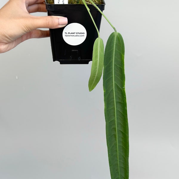 Anthurium pallidiflorum #1212 | Rare Exotic Plants | Free USPS Priority Mail | Fast Processing Time | Please read description