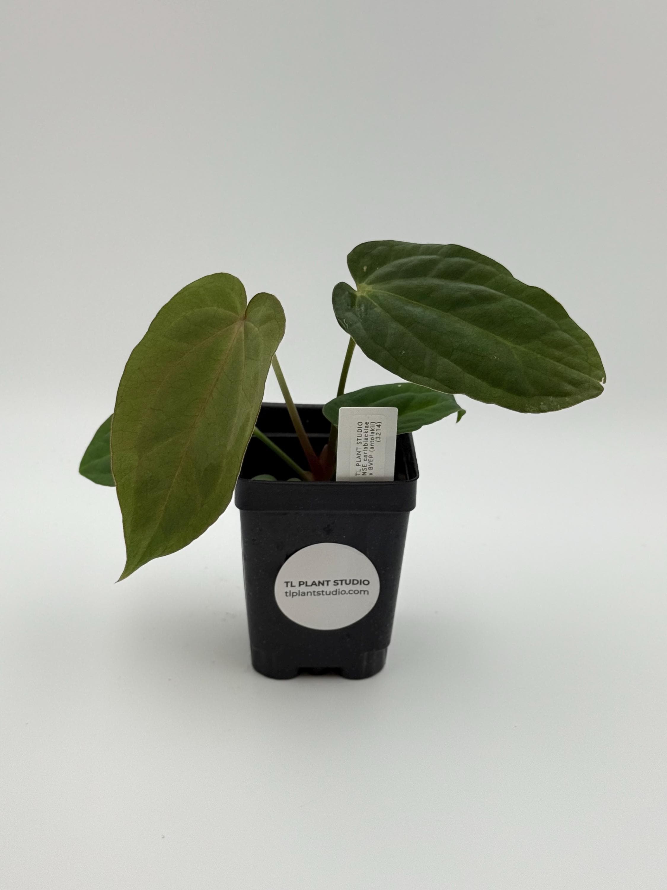 carlablackiae AU#1 × papi Guna Yala Anthurium Papillilaminum X