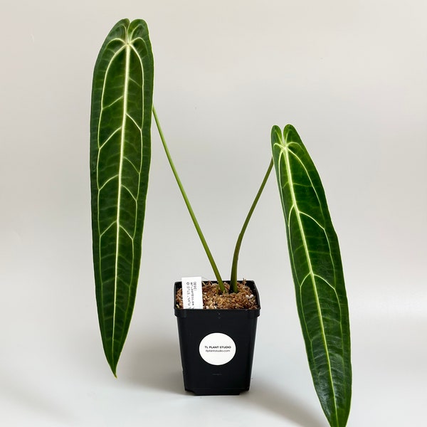 Anthurium warocqueanum Dark Narrow #369 - Rare Exotic Aroid Plants and Fast Shipping- Pls read description