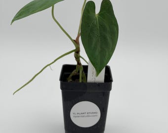 Anthurium papillilaminum #2600 Exact Plant | Rare Exotic Plants | Details in Description