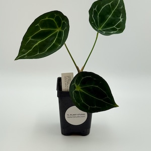 Anthurium forgetii DF x besseae aff #2840 Exact Plant | Free Shipping | Rare Exotic Plants | Pls read description