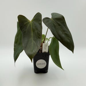 Anthurium Mr Worldwide x BVEP (antolakii) #2989 Exact Plant | Rare Exotic Tropical Plants | Free Shipping | Pls read description