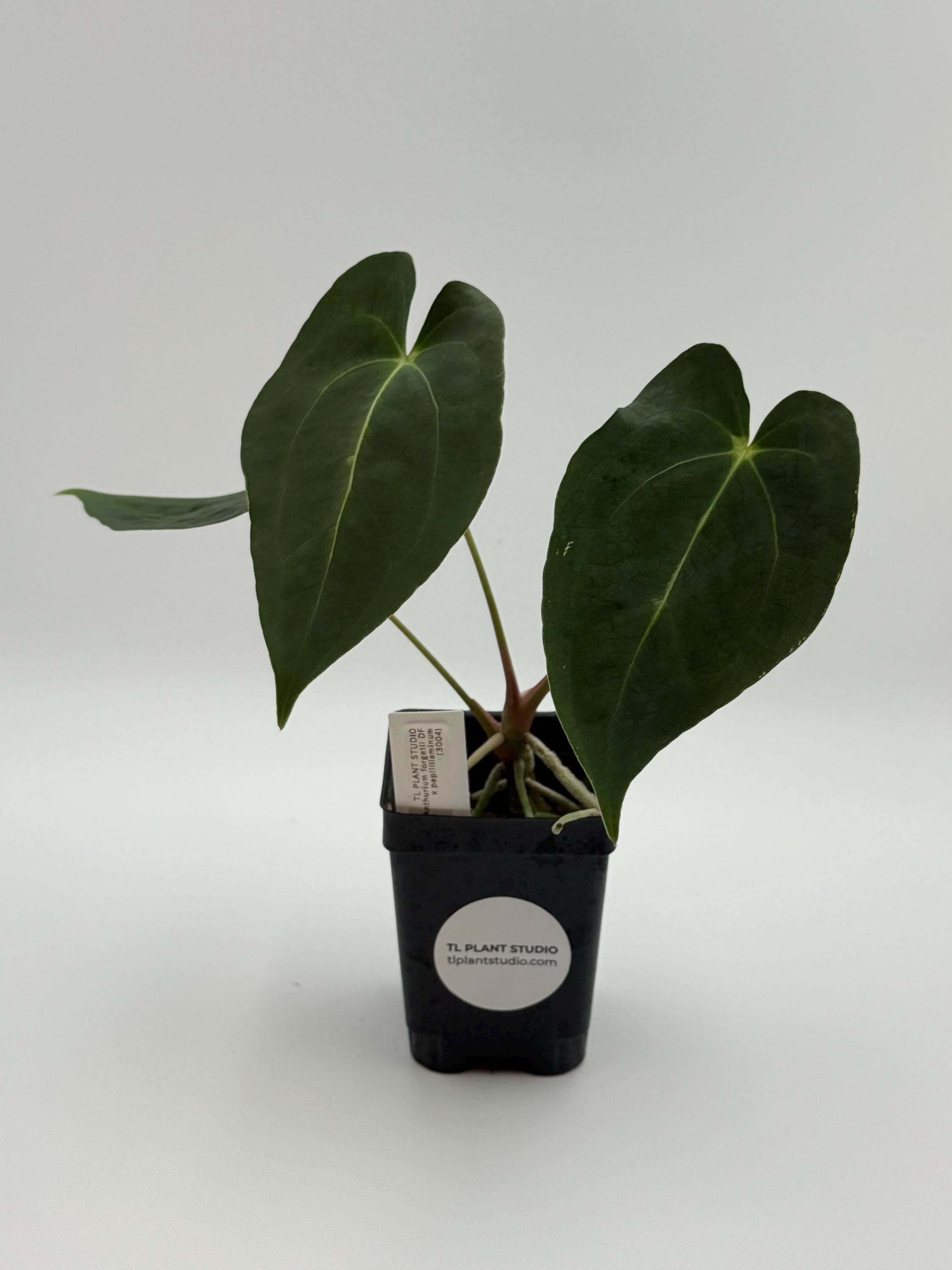 Anthurium Ace of Spades X Forgetii - Etsy