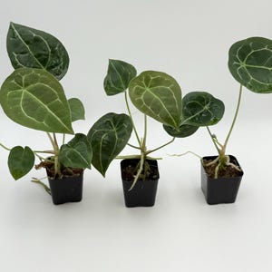 Set of 3* Anthurium forgetii DF x besseae aff Exact Plants #3257 3258 3259 | Free Shipping | Rare Exotic Plants | Pls read description