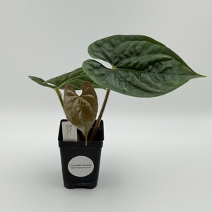 Anthurium sp Silver Peru #3130 Exact Plant | Rare Exotic Plants | Free Shipping | Fast Processing Time | Pls read description