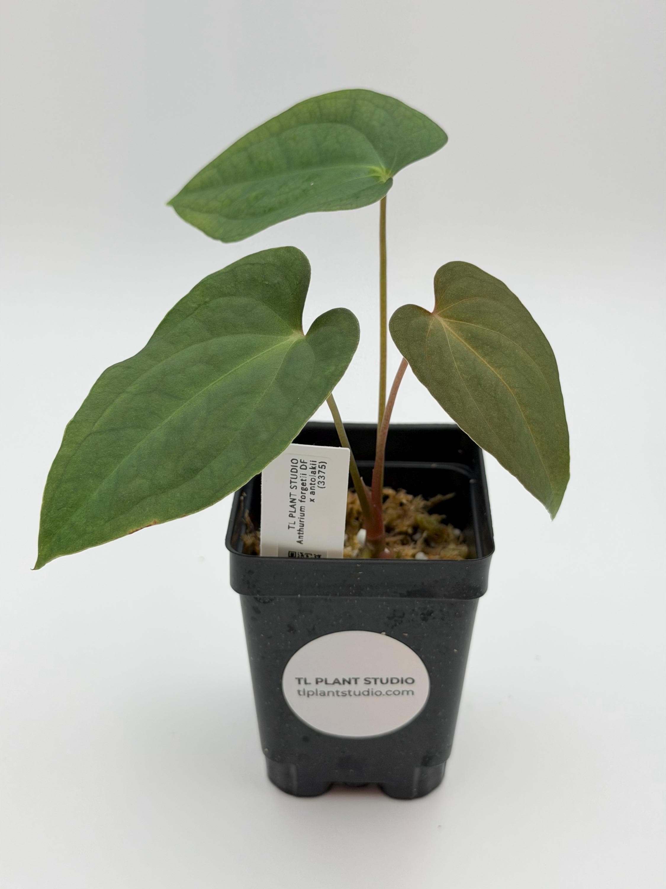 Anthurium Carlablackiae X Papillilaminum - Etsy