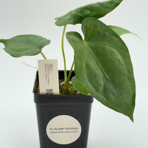 Anthurium dressleri x forgetii #3188 Exact Plant | Free Shipping | Rare Exotic Plants | Pls read description