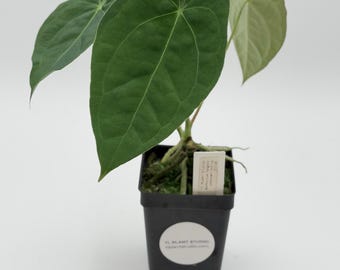 Anthurium forgetii unknown hybrid #2709 Exact Plant | Rare Exotic Plants | Details in Description
