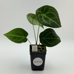 Anthurium forgetii dark form x besseae aff #2887 Exact Plant | Rare Exotic Tropical Plant | Free Shipping | Pls read description