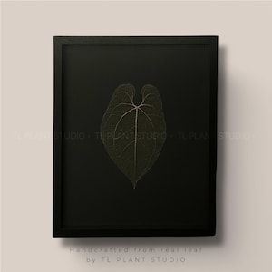 Anthurium besseae aff Leaf Skeleton &#39;T7&#39; 12x15&quot; | Please read description | Rare Exotic Plant Wall Art Home Decor Plant Lover Gift
