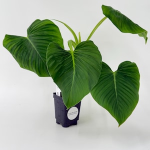 Philodendron alatiundulatum wavy petioles #3168 Exact Plant | Rare Exotic Plants | Free Shipping | Pls read description