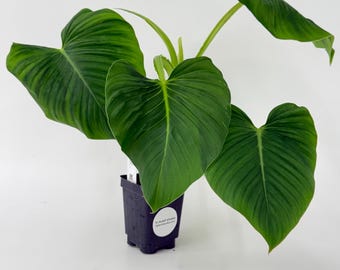 Philodendron Lynnhannoniae Fully Rooted in 2.5 Inch Pot