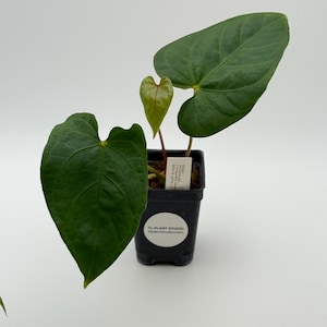 Anthurium magnificum x nigrolaminum #2925 Exact Plant | Rare Exotic Tropical Plants | Free Shipping | Pls read description