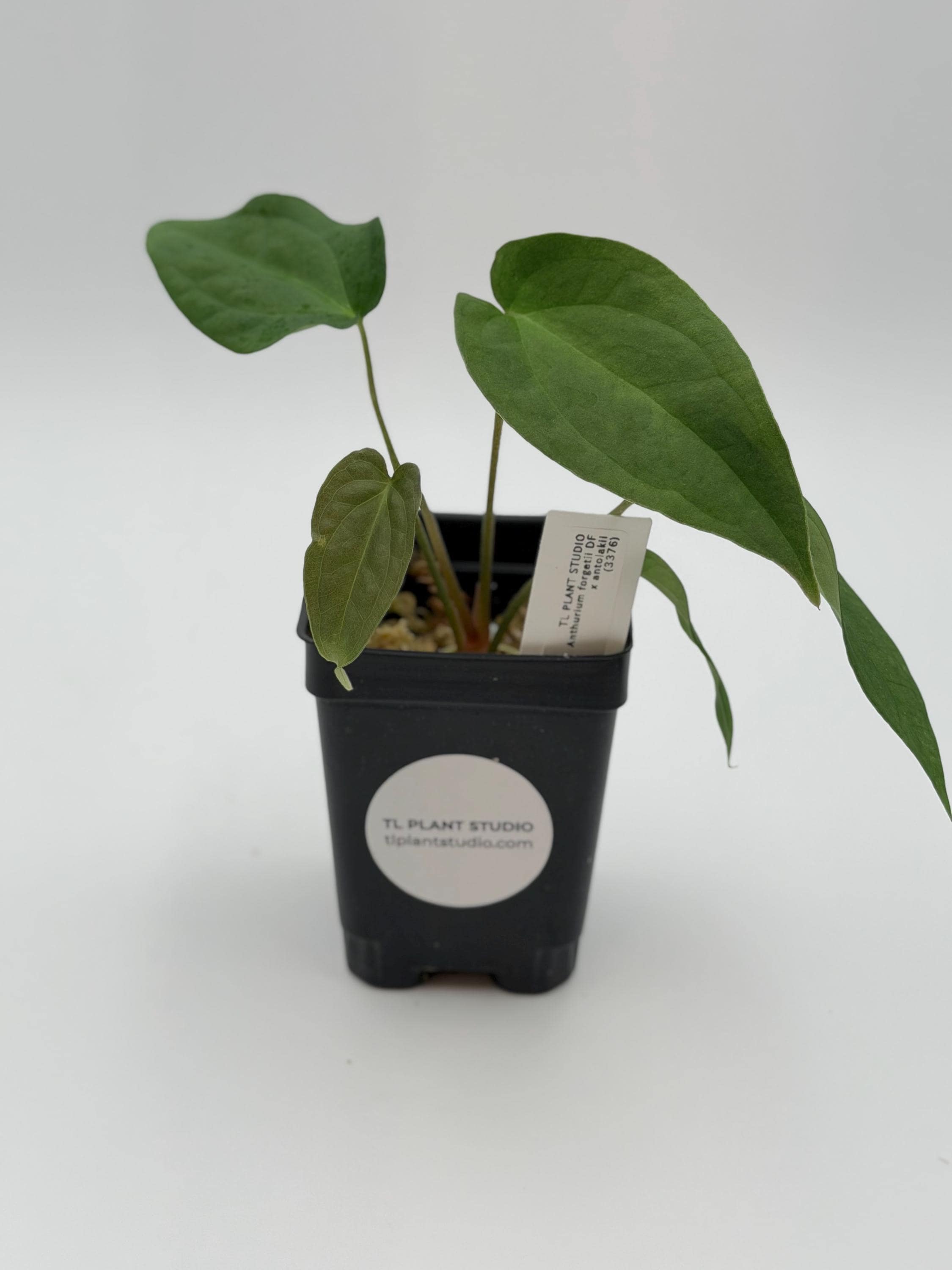 Anthurium Papillilaminum X Bvep - Etsy
